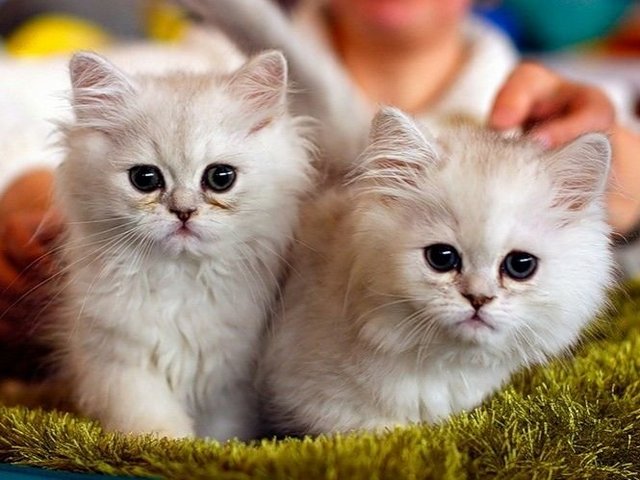 Породы кошек в кадуе | ЗооТом портал о животных