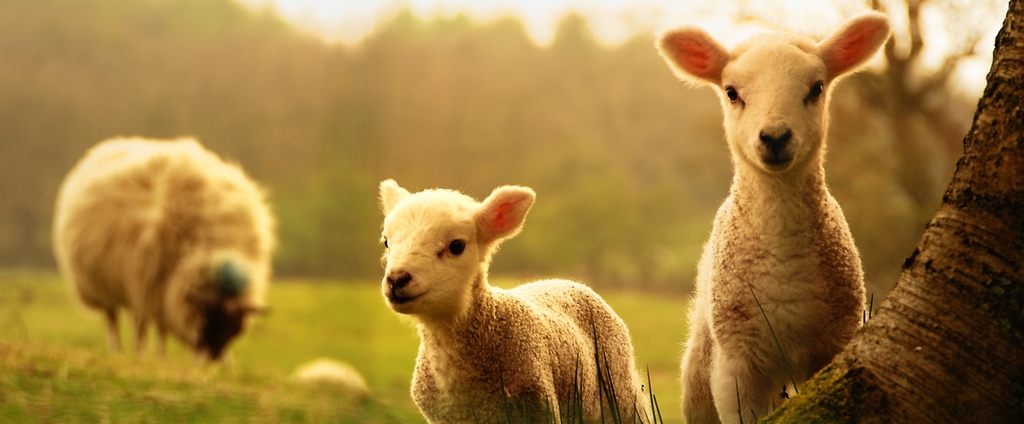 Объявления о сельскохозяйственных животных | ЗооТом - продажа, вязка и услуги для животных в кадуе