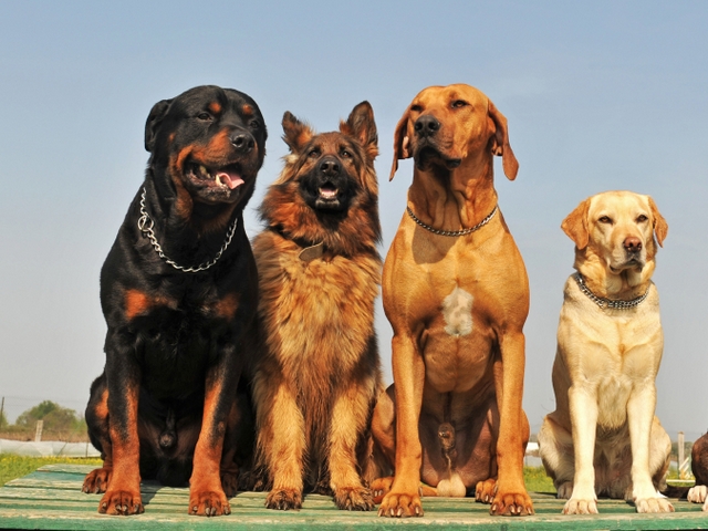 Крупные породы собак в кадуе | ЗооТом портал о животных